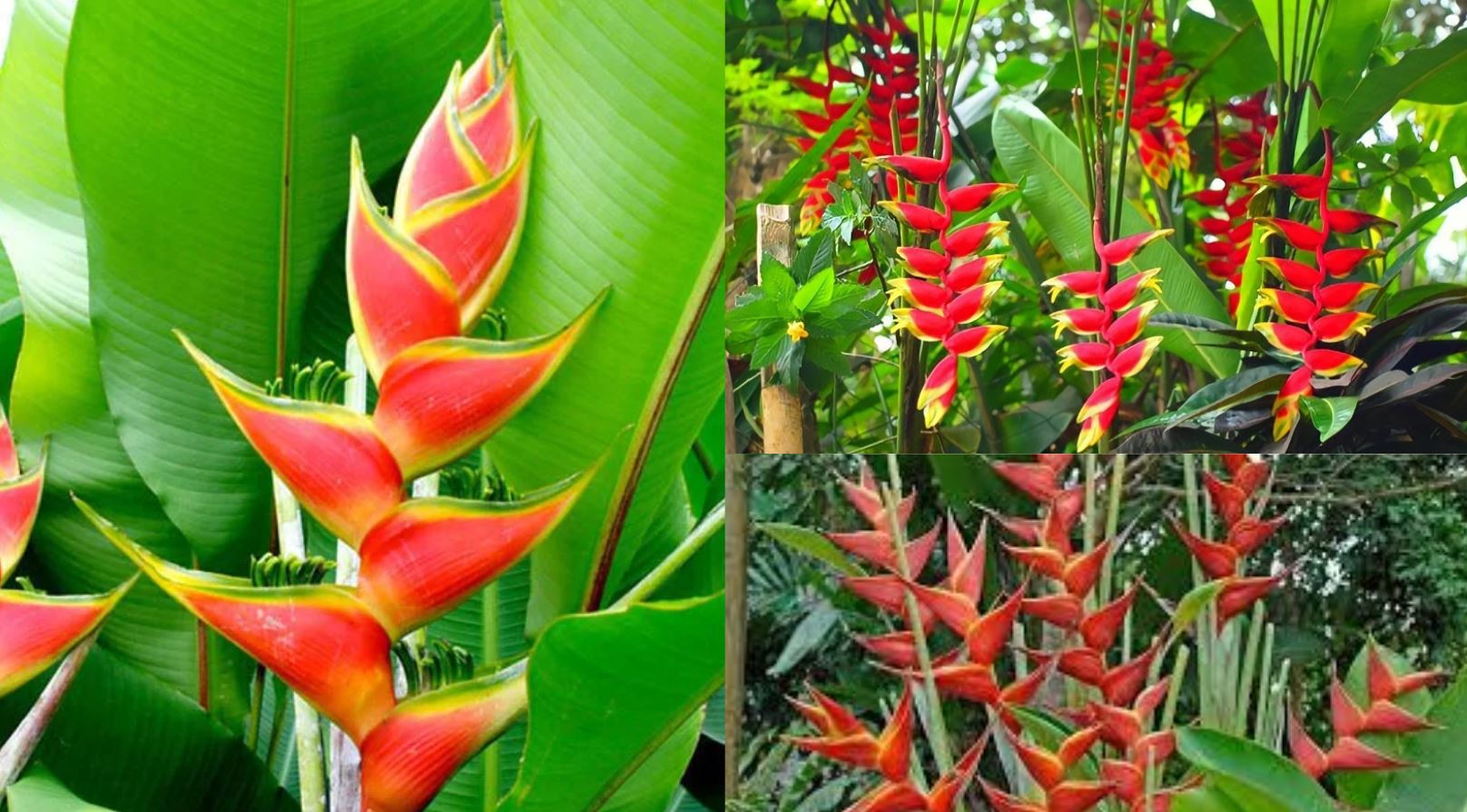 Những đặc điểm của c&acirc;y Chuối Ph&aacute;o